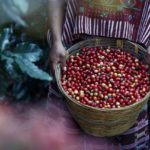 kawa 100 arabica mielona